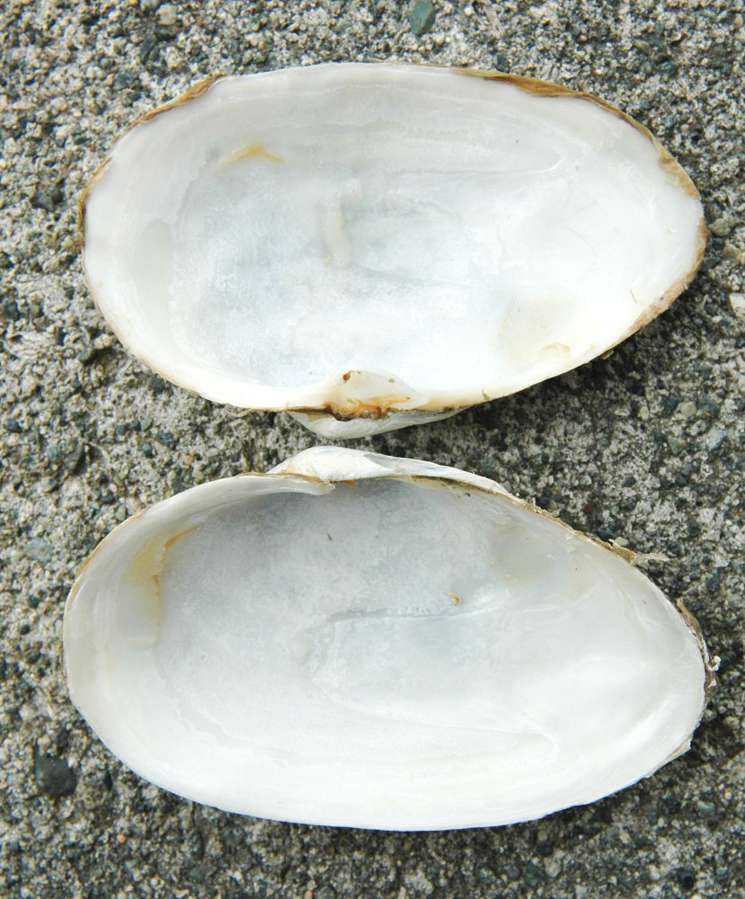 Softshell clam